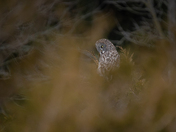 The magnificent great gray owl