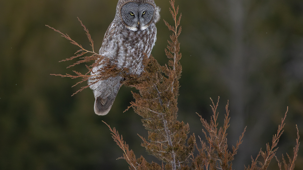 The magnificent great gray owl