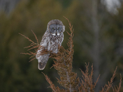 The magnificent great gray owl