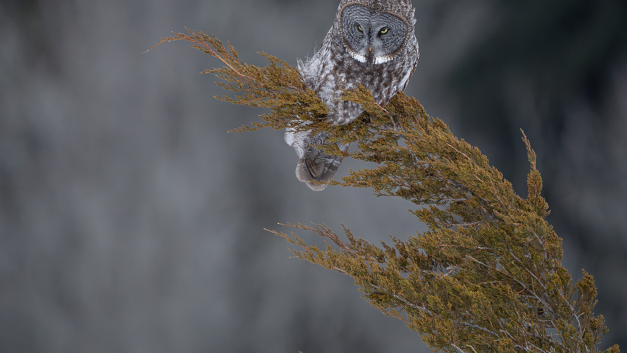 The magnificent great gray owl