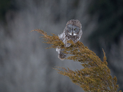 The magnificent great gray owl