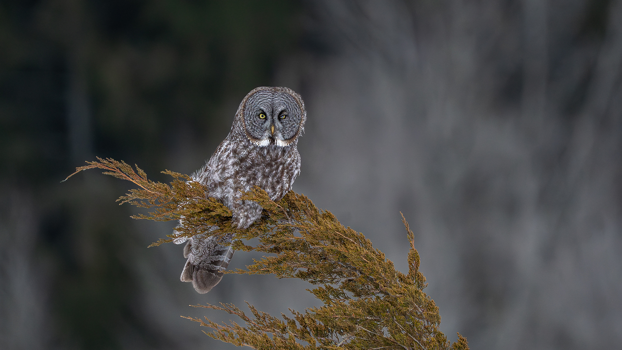 The magnificent great gray owl
