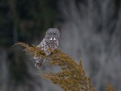 The magnificent great gray owl