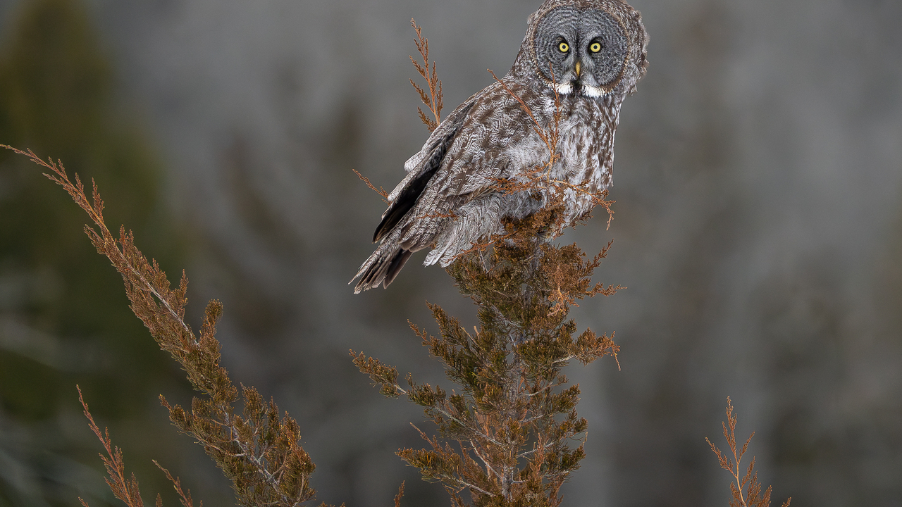 The magnificent great gray owl
