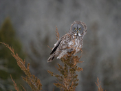 The magnificent great gray owl