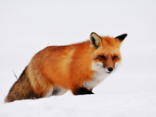 Red Fox