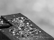 Chickadee's Nosedive