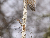 Hawk Owl