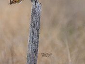Short-Eared Owl