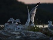 Entre l’air et la pierre