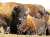 Alpha male bison at Métis Crossing