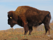 Woods bison at Métis Crossing