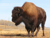 Woods bison at Métis Crossing