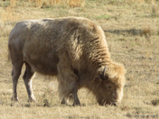 Rare white bison at Métis Crossing