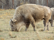 Rare white bison at Métis Crossing