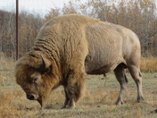 Rare white bison at Métis Crossing