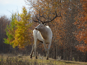 White elk at Métis Crossing