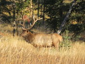 Elk in Jasper