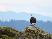 Eagle at Crescent Beach