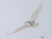 Snowy Owl
