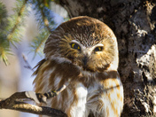 Saw whet owl