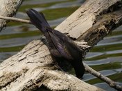 Picking someting to eat