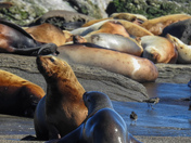 Sea lions