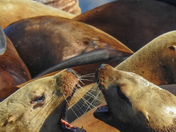 Sea lions