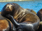 Sea lions
