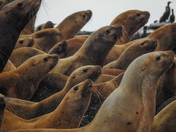Sea lions