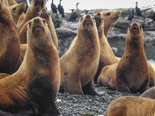 Sea lions