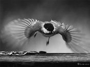 Chickadee Action Monochrome