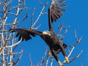 Take off Juvenile Baldy