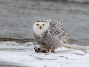 Snowy owl