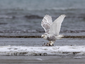 Snowy owl