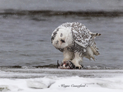 Snowy owl