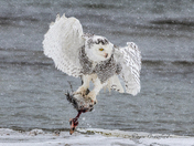 Snowy owl