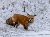 Red fox