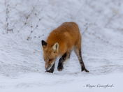 Red fox