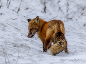 Red fox