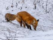 Red fox