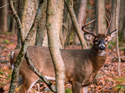 A typical White tail buck