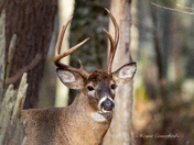 A typical White tail buck