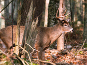 A typical White tail buck