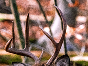 A typical White tail buck