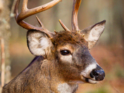 A typical White tail buck