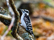 Hairy Woodpecker 