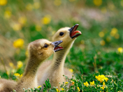 Goslings