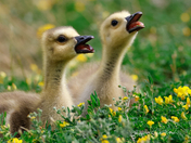 Goslings