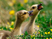 Goslings